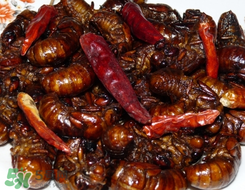 知了猴多少錢(qián)一個(gè)？油炸知了猴多少錢(qián)一盤(pán)？