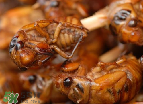 知了猴多少錢(qián)一個(gè)？油炸知了猴多少錢(qián)一盤(pán)？