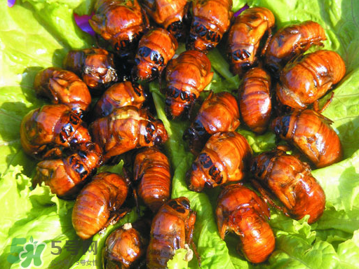 知了猴怎么吃？知了猴什么人不能吃？