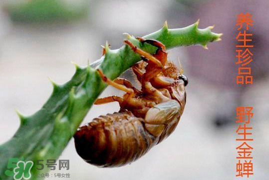 知了吃什么？知了吃什么食物？