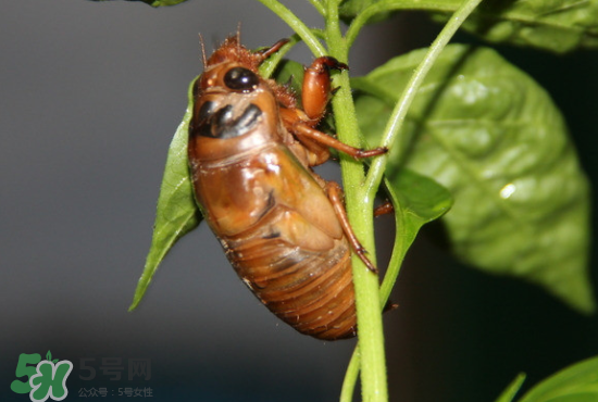 知了吃什么？知了吃什么食物？