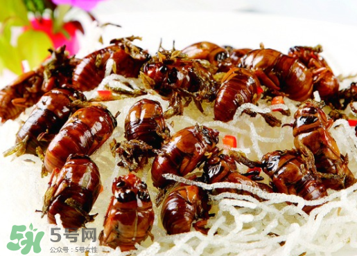 知了怎么洗干凈？知了猴怎么清洗？