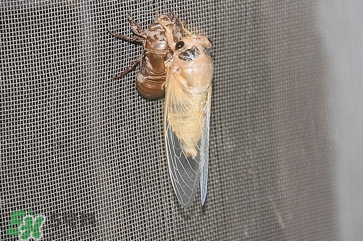 活金蟬怎么保存？活金蟬怎么保存時(shí)間長？