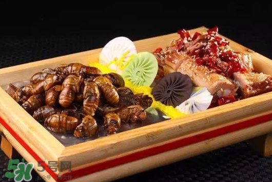 活金蟬怎么保存？活金蟬怎么保存時(shí)間長？