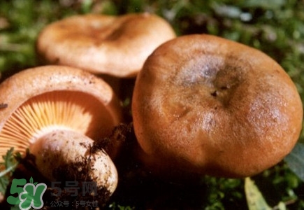 重陽菌怎么做好吃？吃重陽菌有什么好處