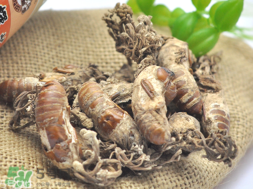 金蟬花多少錢一斤？2017金蟬花價格