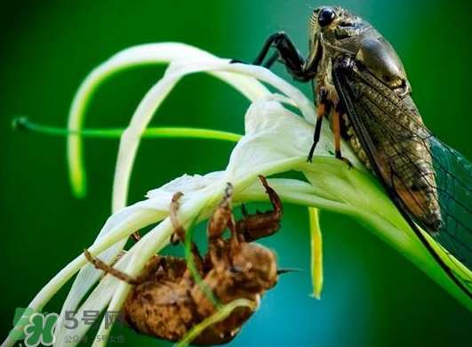 金蟬什么時候出來？金蟬什么時候出土？