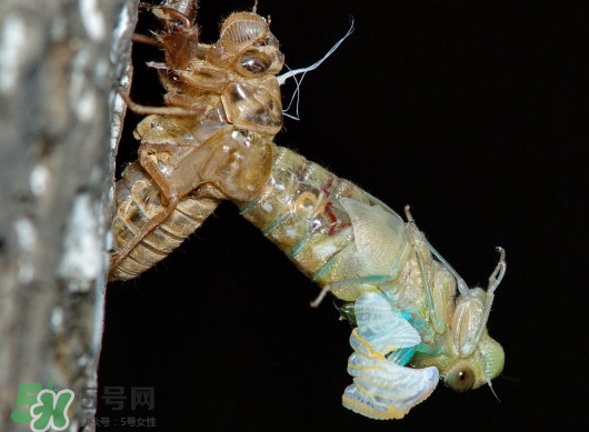 金蟬什么時候出來？金蟬什么時候出土？