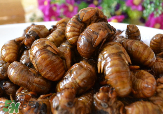 知了猴怎么保存？知了猴怎么保存死不了？