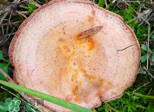 樅樹菌幾月才有？樅樹菌什么時(shí)候才有