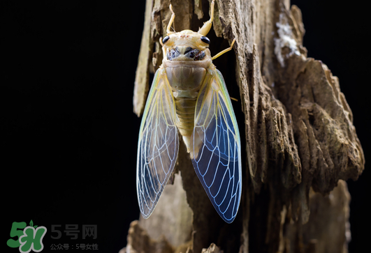 知了猴怎么保存？知了猴怎么保存死不了？