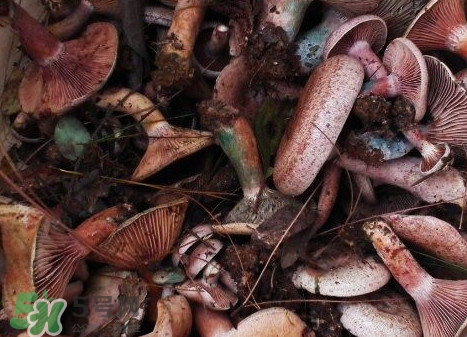 樅樹(shù)菌有毒嗎？樅樹(shù)菌怎么做好吃？