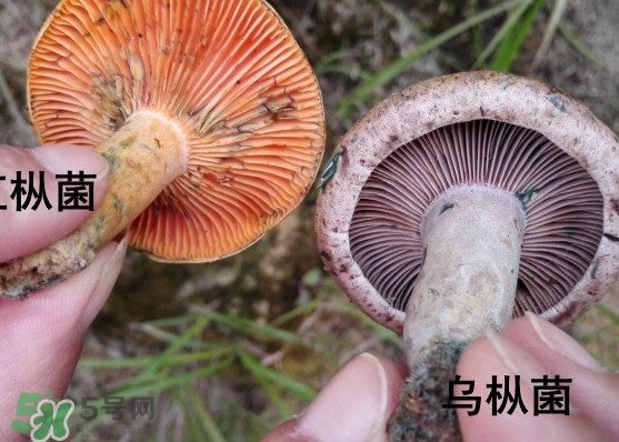 樅樹菌怎樣保存至冬季？樅樹菌能和榨菜一起吃嗎