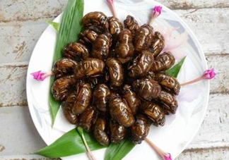 知了猴可以和雞蛋一起吃嗎？知了和雞蛋可以一起吃嗎？