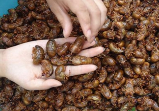 知了怎么洗干凈？知了猴怎么清洗？