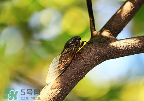 知了猴可以人工養(yǎng)殖嗎？知了猴怎么養(yǎng)殖？