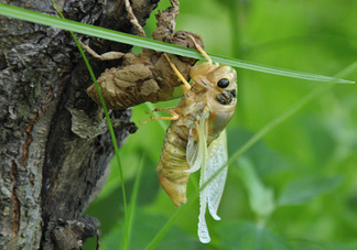 金蟬什么時(shí)候出來？金蟬什么時(shí)候出土？