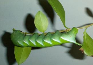 豆丹是什么？豆丹多少錢一斤？