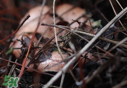 重陽(yáng)菌孕婦可以吃嗎？重陽(yáng)菌怎樣保存才新鮮