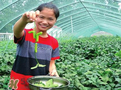 豆丹是什么？豆丹多少錢一斤？