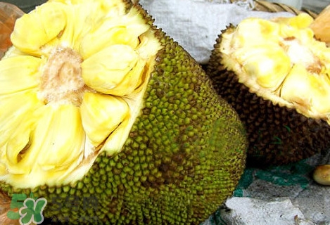 木菠蘿怎樣才算熟？木菠蘿怎么切？