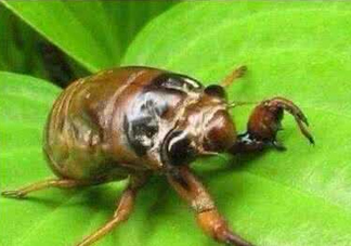 入伏還有知了猴嗎？入伏后還有知了猴嗎？