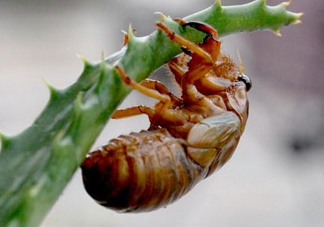 活金蟬怎么保存？活金蟬怎么保存時間長？