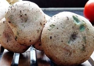 怎樣鑒別重陽菌是否有毒？重陽菌是發(fā)物嗎