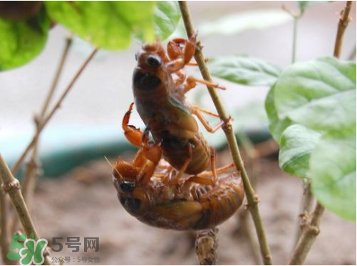 知了猴可以人工養(yǎng)殖嗎？知了猴怎么養(yǎng)殖？