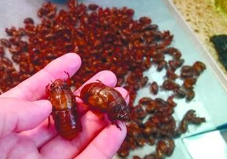 知了猴孕婦可以吃嗎？孕婦能吃知了猴嗎？