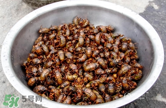 知了猴孕婦可以吃嗎？孕婦能吃知了猴嗎？