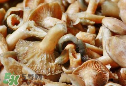 怎樣鑒別重陽(yáng)菌是否有毒？重陽(yáng)菌是發(fā)物嗎