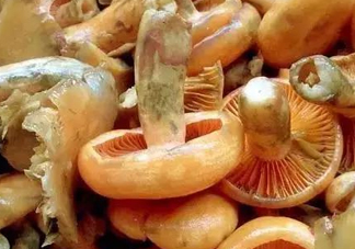 樅樹菌不能與什么同食？樅樹菌不能和什么一起吃