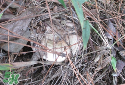 樅樹菌幾月才有？樅樹菌什么時(shí)候才有