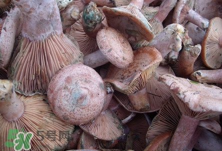 樅樹(shù)菌孕婦可以吃嗎？孕婦能吃樅樹(shù)菌嗎