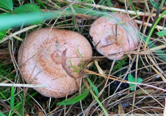 樅樹菌孕婦可以吃嗎？孕婦能吃樅樹菌嗎