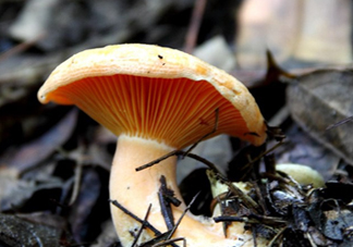 樅樹菌有毒嗎？樅樹菌怎么做好吃？