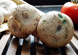 重陽菌孕婦可以吃嗎？重陽菌怎樣保存才新鮮