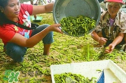 豆丹是什么？豆丹多少錢一斤？