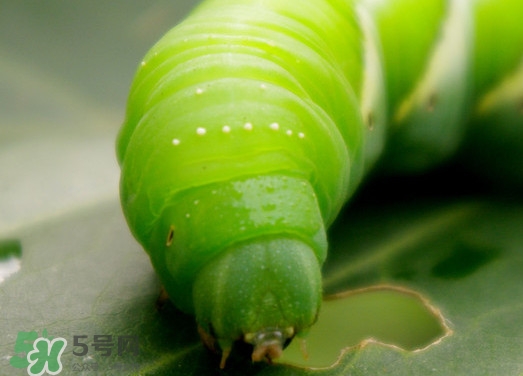 豆丹如何宰殺?。慷沟た梢允覂?nèi)養(yǎng)殖嗎？