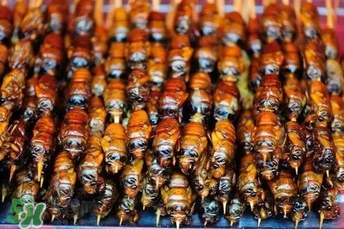 知了猴可以放冰箱嗎？知了猴可以冷凍嗎？