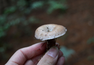 重陽菌什么時候有？重陽菌不能與什么食物一起吃