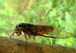 知了猴可以人工養(yǎng)殖嗎？知了猴怎么養(yǎng)殖？