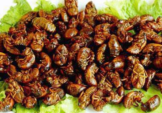 金蟬多少錢一斤？金蟬多少錢一斤2017？