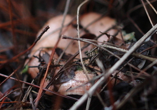 樅樹菌怎樣保存至冬季？樅樹菌能和榨菜一起吃嗎