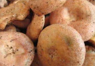 樅樹菌幾月才有？樅樹菌什么時(shí)候才有