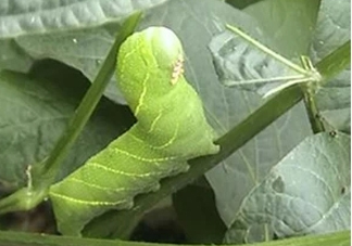 豆丹如何宰殺?。慷沟た梢允覂?nèi)養(yǎng)殖嗎？