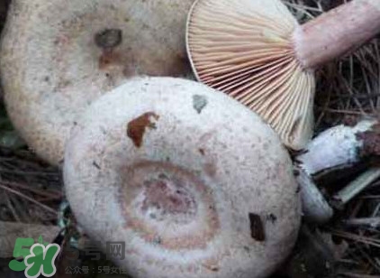 樅樹(shù)菌孕婦可以吃嗎？孕婦能吃樅樹(shù)菌嗎