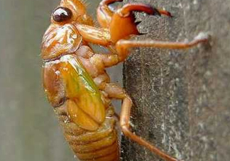 知了猴什么時(shí)候出來(lái)？知了猴幾月份出來(lái)？