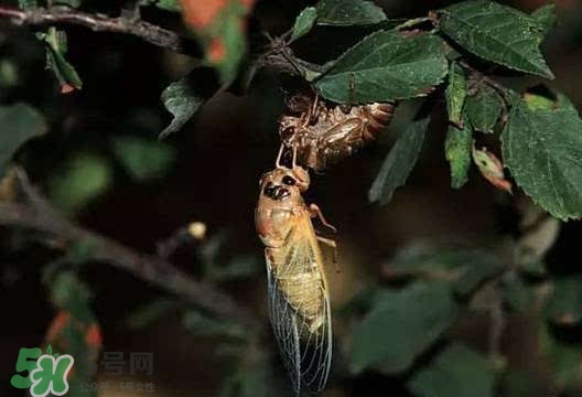 知了吃什么？知了吃什么食物？